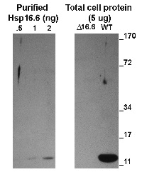 ACD | alpha crystalline domain of sHSP in the group Antibodies Plant/Algal  / Environmental Stress / Heat shock at Agrisera AB (Antibodies for research) (AS15 3029)